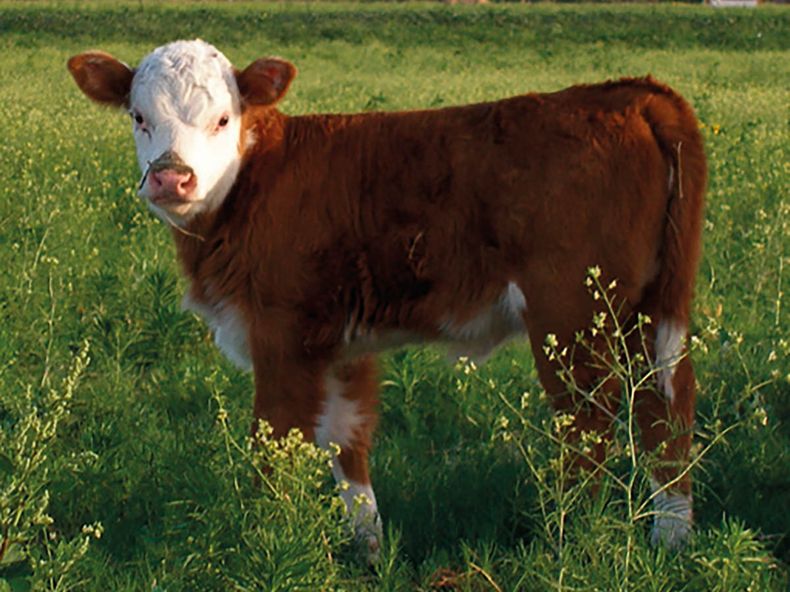 Más productos veterinarios, más producción.&nbsp;