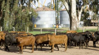Senasa implementó una DDJJ para exportadores de productos de origen animal y vegetal.