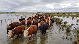 El Niño golpea fuerte a la ganadería litoraleña.