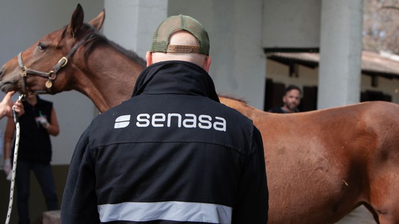 Encefalomielitis equina. Senasa acciona para sostener el estatus sanitario del país.