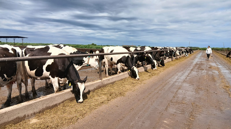 El sector tambero enfrenta un futuro incierto ante la sobreproducción y limitaciones.