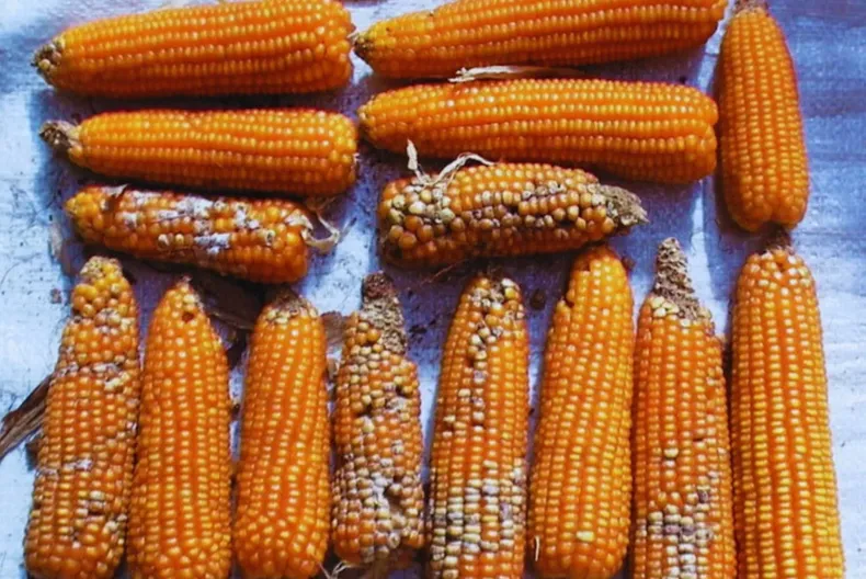 El análisis genómico del INTA permitirá desarrollar maíz más resistente.