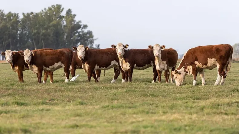 El IPCVA participó en una nueva acción vinculada al bienestar animal.