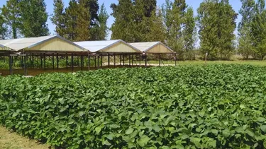 La soja muestra su potencial cuando el manejo acompaña. La soja muestra su potencial cuando el manejo acompaña.