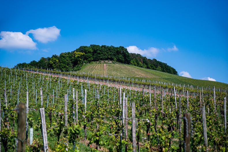 El congreso de cardiología veterinaria tendrá lugar en Mendoza, reconocida por su patrimonio cultural y sus bellos paisajes.