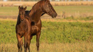 Equinos. La medida abre un nuevo escenario de oportunidades para criadores y compradores.