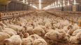El Día de la Avicultura se estableció en conmemoración a los primeros productores suizos que se asentaron en Entre Ríos.
