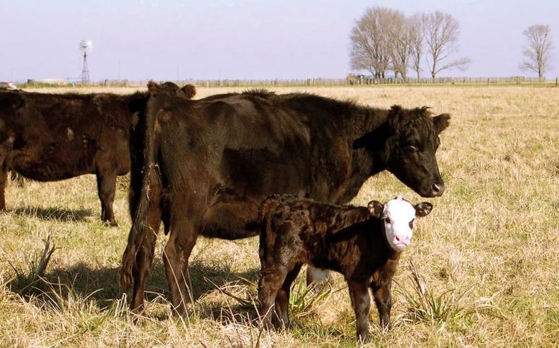 En Argentina 3,5 millones de vientres adoptaron la IATF en 2021, mientras que en Brasil se aplicaron 25 millones en 2022.