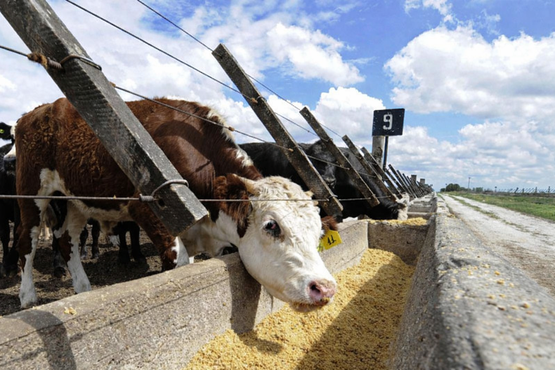 El calor y el manejo favorecen la aparición de neumonías en bovinos.