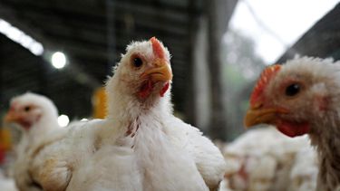 Se dispusieron estrategias de vigilancia epidemiológica activa para la detección de influenza aviar.