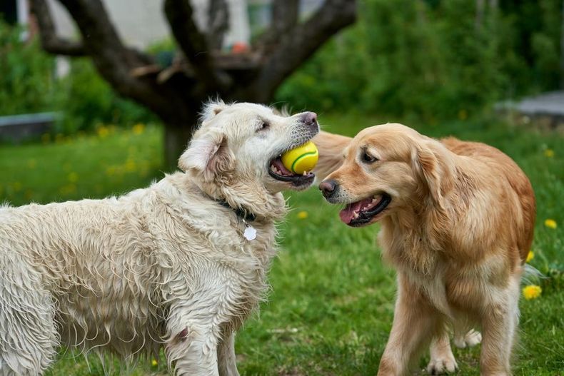 Cuidados preventivos en geriatría veterinaria para animales de compañía.