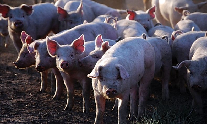 El estrés calórico representa un desafío creciente en la producción de porcinos.
