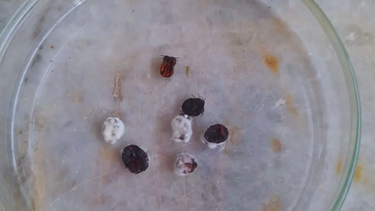 La resistencia que desarrolló la garrapata bovina es uno de los problemas que afronta la ganadería actual, principalmente en el norte del país.