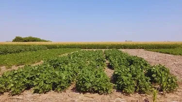 Cuando la soja tiene la palabra, el lema de ACSOJA 2025.