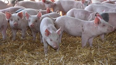 Esimportante evitar el estrés térmico en los cerdos, con las consecuencias queimplica no ser capaces de regular su temperatura interna