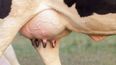 La mastitis en la vaquillona puede comenzar mucho antes de la primera lactancia.&nbsp;