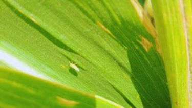 Prevención y manejo integrado, la mejor defensa según el INTA.