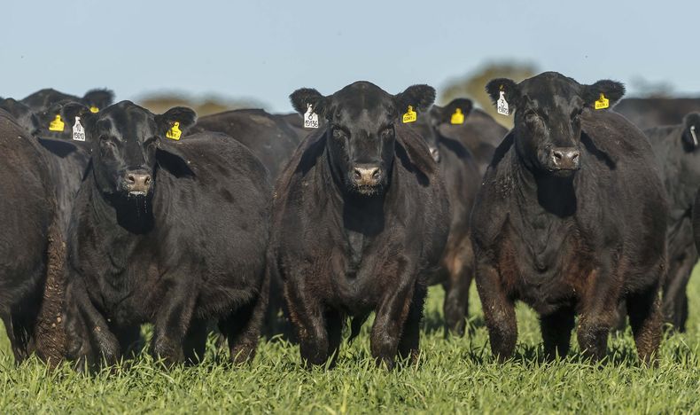 INTA presentó resultados de un estudio sobre cría bovina de la Cuenca del Salado.