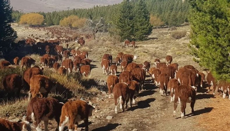 Con énfasis en la sostenibilidad, la empresa implementa distintas prácticas silvopastoriles.&nbsp;