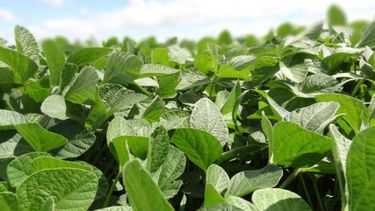 El cultivo de soja, pilar de la economía agropecuaria, demostró su resiliencia con una producción récord en la campaña 2025/26.