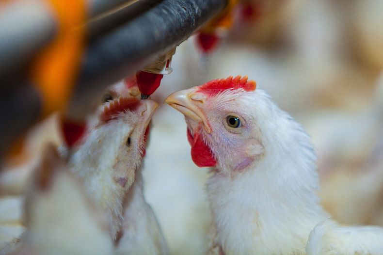 Influenza aviar. Científicos destacan la importancia de la vigilancia genómica en virología animal.