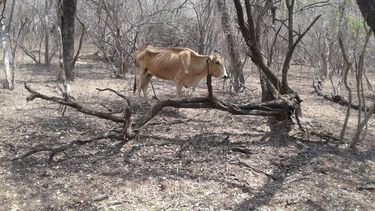 Por la crítica situación, los productores evalúan pedir una prórroga para la vacunación antiaftosa.