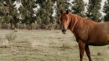 La vigilancia y el diagnóstico en parasitología veterinaria son esenciales para proteger la salud de los équidos y prevenir la propagación de patógenos.