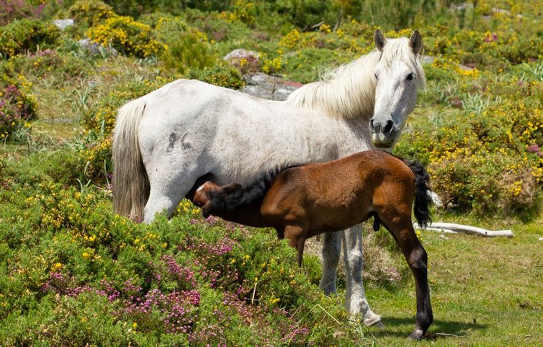 Actualización clave para mejorar el manejo clínico en equinos.