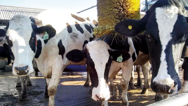 La probabilidad de que las vacas con elevado recuento de células somáticas en tambo desarrollen cetosis fue 2,66 veces más alto que en las de bajo RCS.&nbsp;