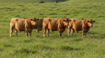 Raza bovina South Poll, adaptable y resistente al estrés calórico.