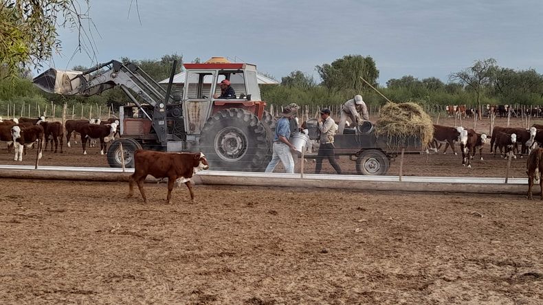 Los tipos de comederos, su ubicación y la calidad del alimento son claves en la nutrición animal.