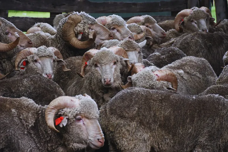 La Fasciolosis, un viejo problema para los ovinos.&nbsp;&nbsp;&nbsp;