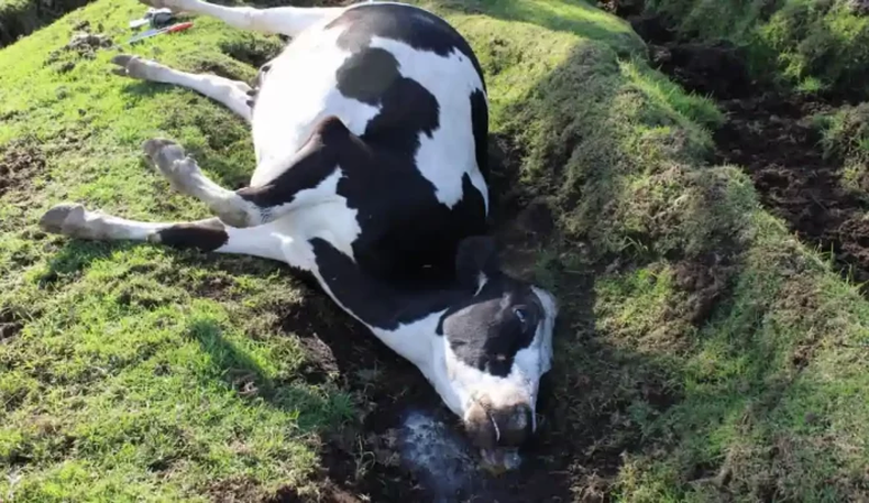 Bioseguridad. Es fundamental gestionar los cadáveres mediante un protocolo.