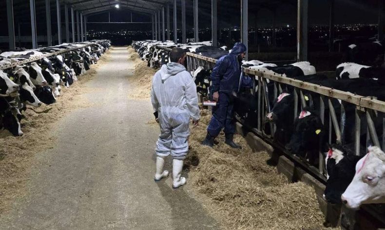 Fiebre aftosa. Lesbos quedó aislada desde el punto de vista sanitario.