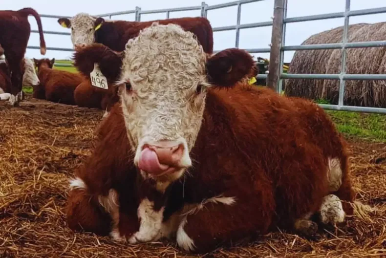 Toros Hereford evaluados por su eficiencia y emisiones.