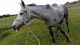 Piden que la vacunación contra encefalomielitis equina vuelva a ser obligatoria.&nbsp; &nbsp;