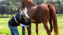 Veterinarios y productores de equinos deberán adaptarse a nuevas exigencias del Senasa.