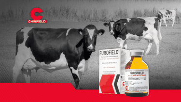 Otra solución de Chinfield.&nbsp;