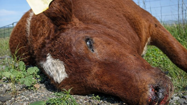 Febrero cierra con un alerta por carbunclo en el corazón bonaerense.