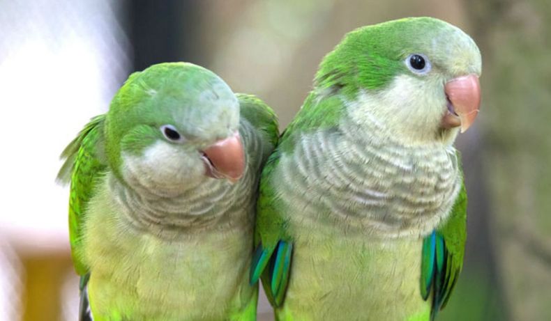 Las autoridades sanitarias evalúan también el estado de las cotorras, para conocer si portan la bacteria de la psitacosis.