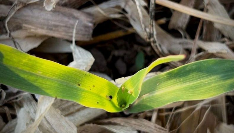 La gestión integrada es clave para mitigar el impacto de la Chicharrita en la producción de maíz y asegurar la próxima campaña.