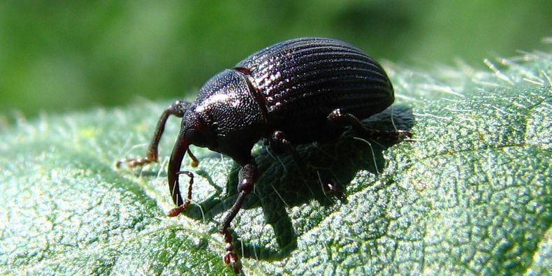 El picudo más dañino para la soja llegó a Córdoba.