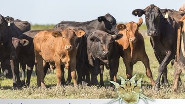 La presencia de sarnaes incompatible con los sistemas productivos actuales, por lo cual hay que prestar atención al diagnóstico correcto y altratamiento temprano de esta parasitosis.