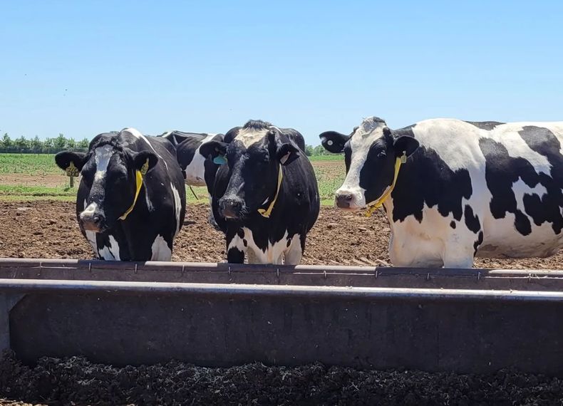 Lechería. Lo esencial: confort, calidad de agua y consistencia en el manejo alimenticio.
