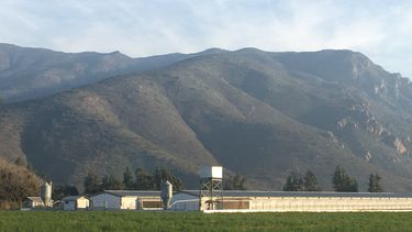 El brote de influenza aviar se dio en El Monte, una comuna histórica de la Provincia de Talagante.