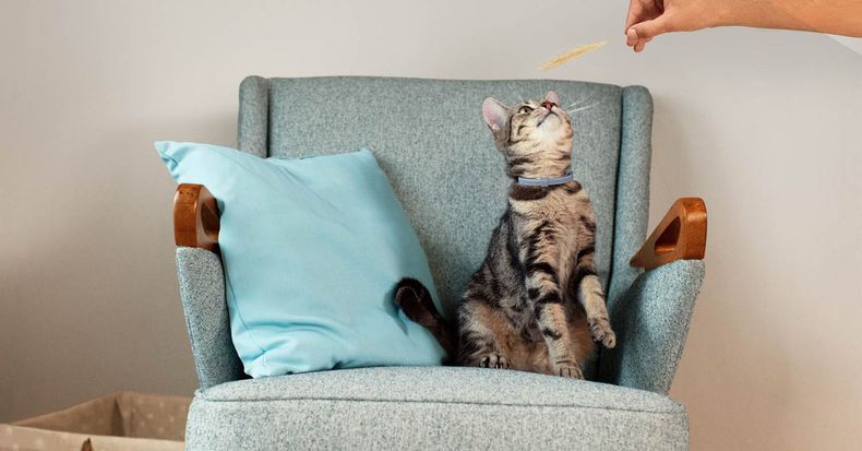 01 Gato sentado con Seresto.jpg