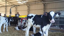 En promedio, cada tambo tuvo 167 vacas en diciembre. En promedio, cada tambo tuvo 167 vacas en diciembre.