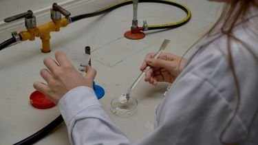 El probiótico muestra resultados concretos en producción porcina.