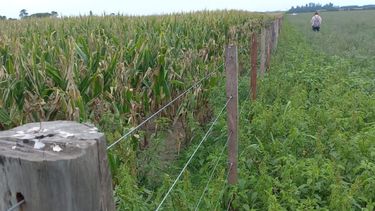 La vegetación que crece en torno a los alambrados es muy importante para la producción agrícola.