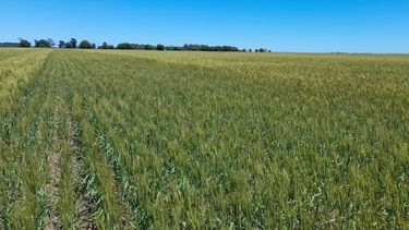 La nutrición foliar es clave para potenciar el rendimiento del trigo en la campaña 2026, optimizando el aprovechamiento de los fertilizantes.